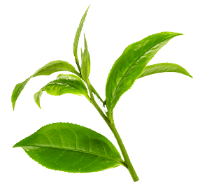 Brzoskwinia-<strong>Zielona herbata</strong> - 2